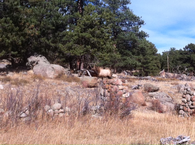 Elk in Estes Park, Colorado